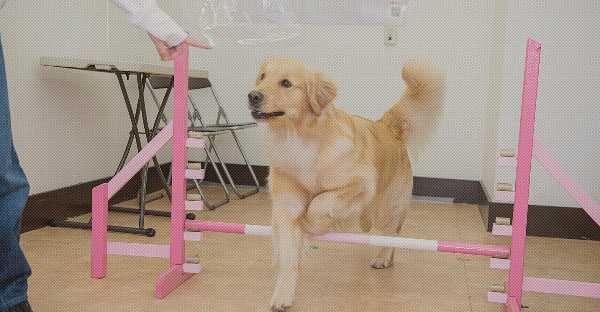 With dog