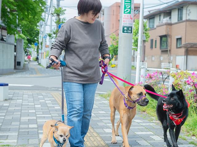 散歩中の様子